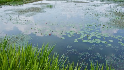 연못에 반영된 하늘