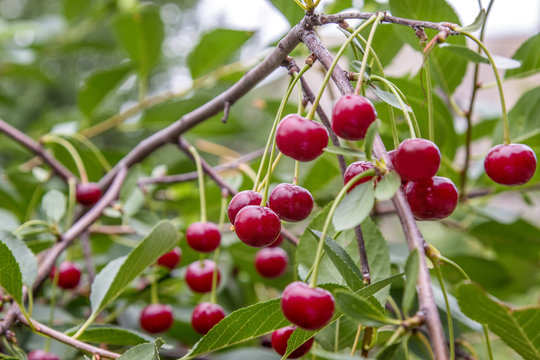  sweet red cherries ripen on tree in the garden