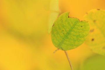 green leaf in the autumn