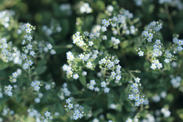 little blue flowers