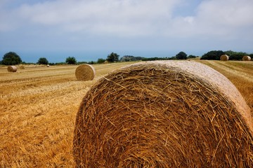 field with round bales