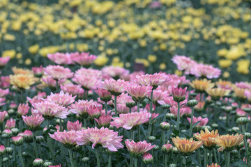 Obraz premium Colorful Chrysanthemum flower.Sometimes called mums or chrysanths in meadow background.(Dendranthemum grandifflora)