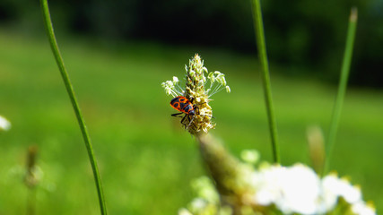 Feuerkäfer auf Blume