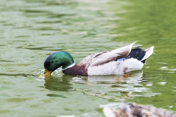 Duck in lake