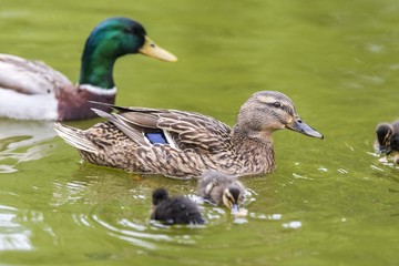 Obraz premium Duck in lake