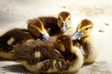 Group of cute little ducklings having a rest on lake coast