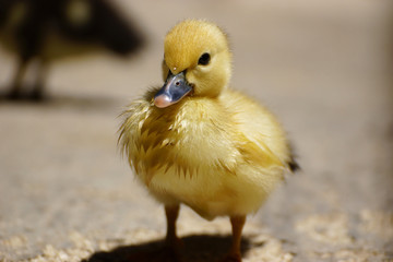 Cute little duckling standing in a lake coast
