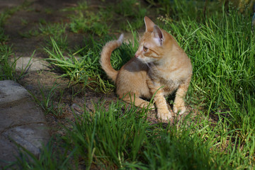 A red-haired kitten sits on a green clearing and looks away