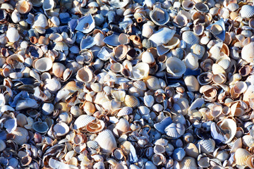 Beautiful seashells on the sea