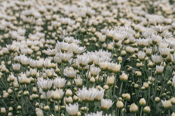 Colorful Chrysanthemum flower.Sometimes called mums or chrysanths.(Dendranthemum grandifflora)