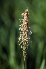kwiat babki wąskolistnej