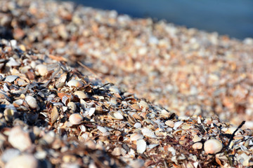Beautiful seashells on the sea