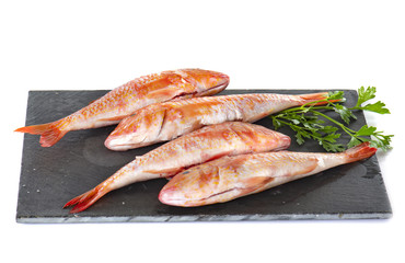 Red mullet in studio