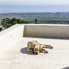 Fototapeta premium Dog on the big balcony