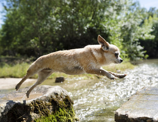 chihuahua jumping in nature