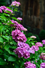 朝地のアジサイ