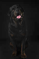 rottweiler in studio