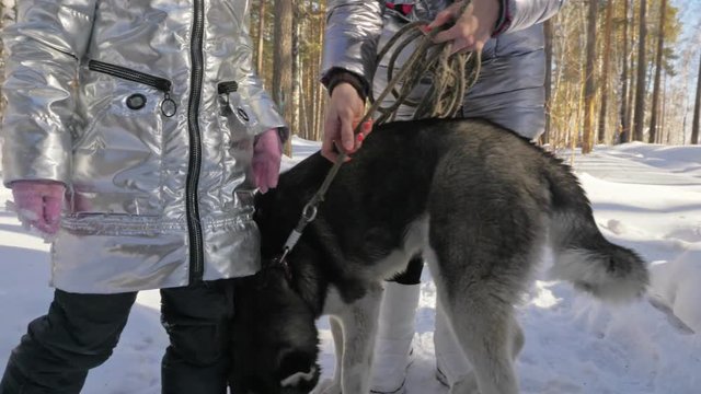 Beautiful woman and small child walking in winter forest with of husky dog. Happy young mother with daughter in the winter park with huskies dog. Friendship pet and human. Siberian husky dog in snow