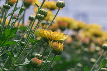 Colorful Chrysanthemum flower.Sometimes called mums or chrysanths.(Dendranthemum grandifflora)