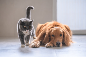 British short hair cat and golden retriever