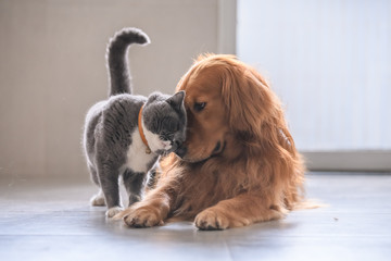 British short hair cat and golden retriever - Powered by Adobe
