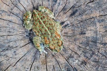 Bufo calamita. Sapo corredor. Anfibio.