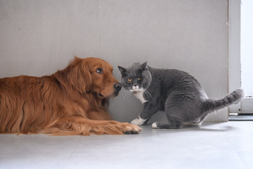 British short hair cat and golden retriever