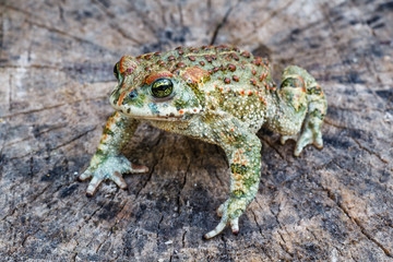 Bufo calamita. Sapo corredor. Anfibio.