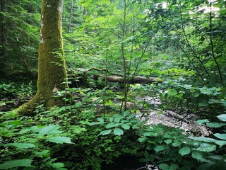 A creek in the middle of a green forest