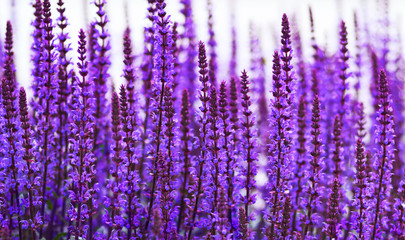 Purple salvia flowers