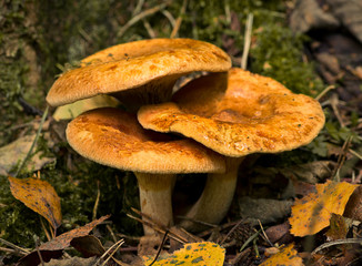 Forest mushrooms in the grass. Gathering mushrooms. Mushroom photo, paxillus involutus