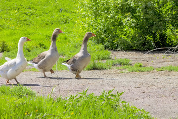 Guinea gooses outdoors.