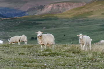 Sheep grazing in the natural landscape of mid Wales, UK.