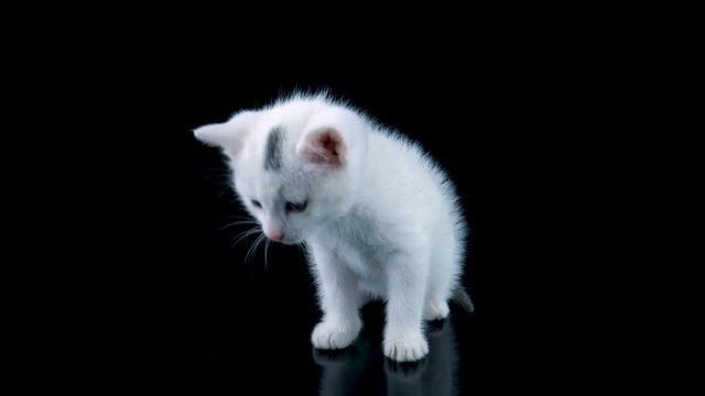 Little white cat looking bottom at on own reflection, isolated on black background with reflection