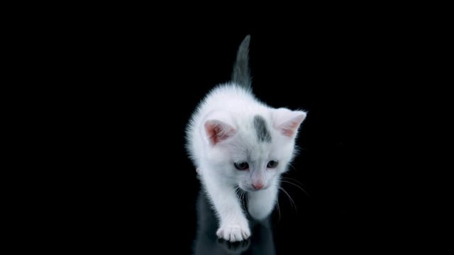 Cat walking to camera, Looking bottom at on own reflection, isolated on black background with reflection