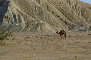 Passni is a small coastal town in Balochistan. Some how the stray camel seemed to fin in the landscape so well