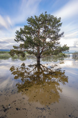 Tree in swamp of Cuerda del Pozo (Vinuesa, Soria - Spain).