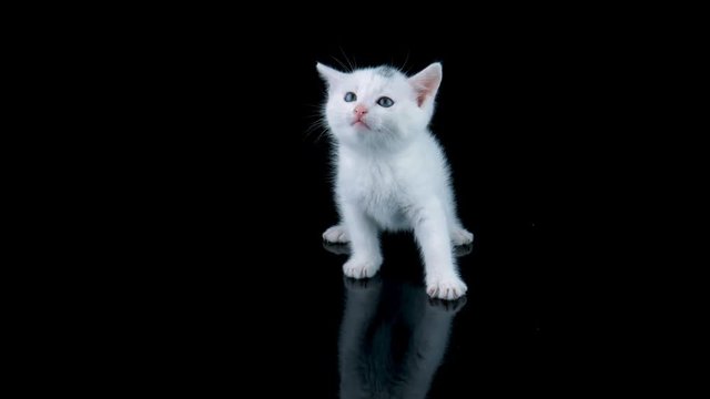 Beautiful little white cat isolated on black background with reflection, meows, looking around, walks to camera