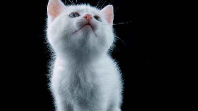 Cat looking up, meows, walks to camera, isolated on black background