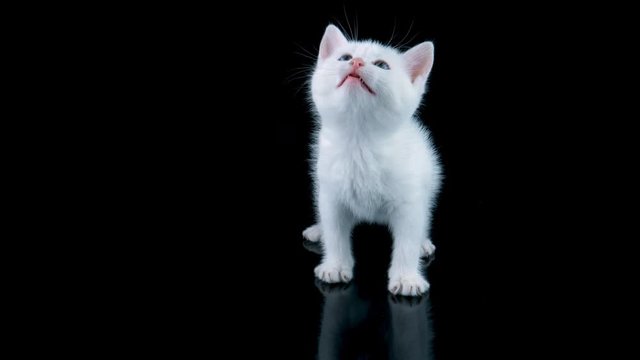 Cute cat licking lips, meows, looking up, walks to camera, black background with reflection