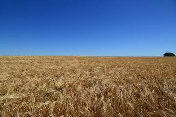 cloudless blue sky over the field