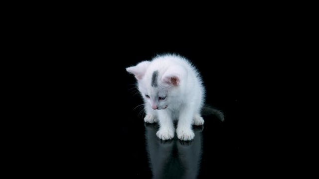 White little cat sitting and licks lips after eat, looking at own reflection, then meows and walks to camera, black background with reflection
