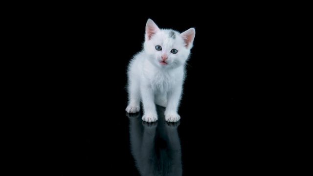 Adorable cat standing, looking around and meows, walks to camera, isolated on black background with reflection