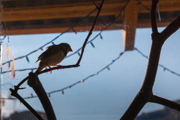 Little grey bird on a branch