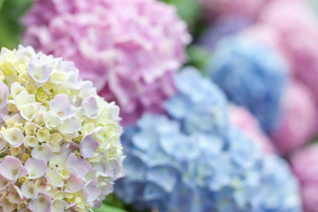 selective focus macro colorful blooming hydrangea