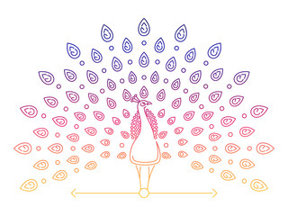 Color thin line peacock logo