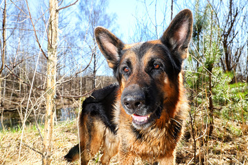 Dog German Shepherd outdoors in a summer