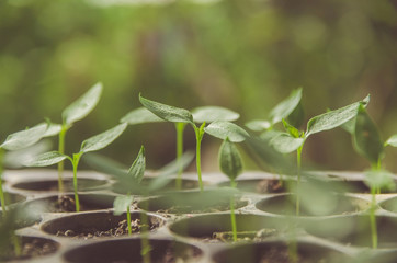 Greenery of young plant and seedling are growing in the pot.
