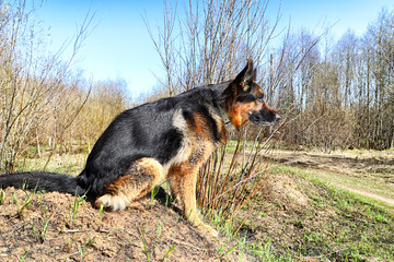 Dog German Shepherd outdoors in a summer