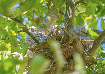 Pigeon chick in a nest in an apple tree in sunlight in summer